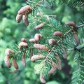Norway Spruce Flower