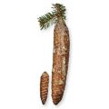 Norway Spruce Fruit