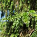 Norway Spruce Leaves