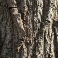 Pin Oak Bark