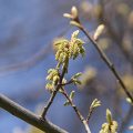 Pin Oak Flower