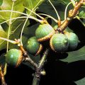 Pin Oak Fruit