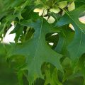 Pin Oak Leaves