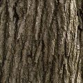 Red Oak Bark