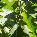 Red Oak Fruit