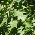 Red Oak Leaves