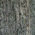 Sawtooth Oak Bark