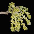 Sawtooth Oak Flower