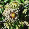Sawtooth Oak Fruit