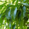 Sawtooth Oak Leaves