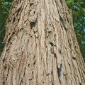 Shagbark Hickory Bark