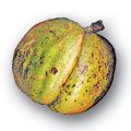 Shagbark Hickory Fruit