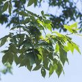 Shagbark Hickory Leaves