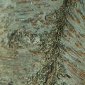Yoshino Cherry Bark
