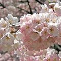 Yoshino Cherry Flowers