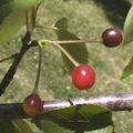 Yoshino Cherry Fruit