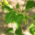 Yoshino Cherry Leaves