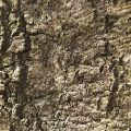 American Beech Bark