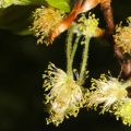 American Beech Flower