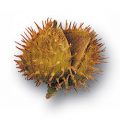 American Beech Fruit