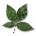 American Beech Leaf