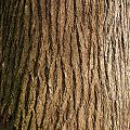 American Elm Bark
