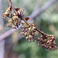 American Elm Flower