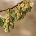 American Elm Fruit