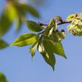 American Elm Leaf