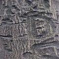 American Holly Bark