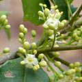 American Holly Flower
