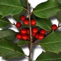 American Holly Fruit