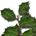 American Holly Leaf