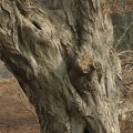 American Hornbeam Bark