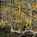 American Hornbeam Flower