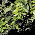 American Hornbeam Fruit