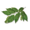 American Hornbeam Leaf