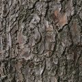 American Larch Bark