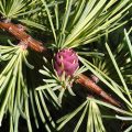 American Larch Flower