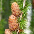 American Larch Fruit