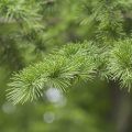 American Larch Leaf