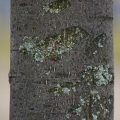 American Linden Bark