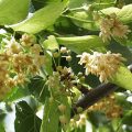 American Linden Flower