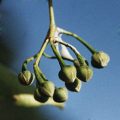American Linden Fruit