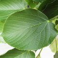 American Linden Leaf