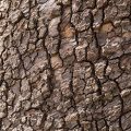American Sycamore Bark