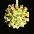 American Sycamore Flower