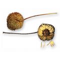 American Sycamore Fruit