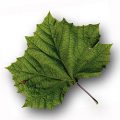 American Sycamore Leaf