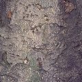 American Yellowwood Bark